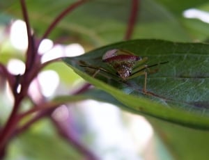 red and green assassin bug thumbnail