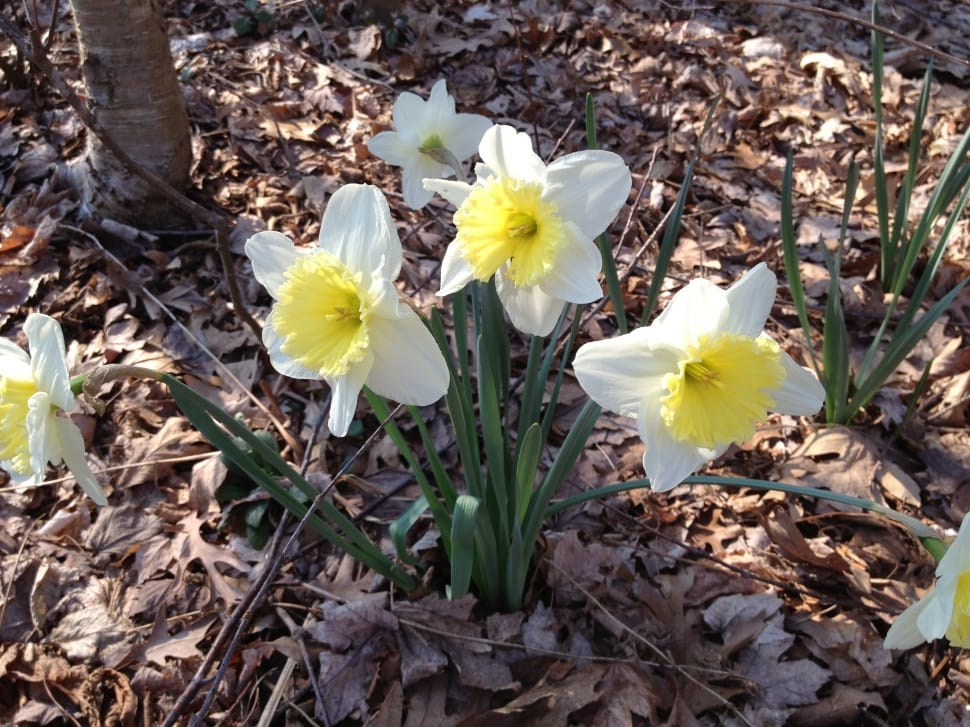 Yellow, Flower, Daffodils, White, Spring, flower, fragility preview