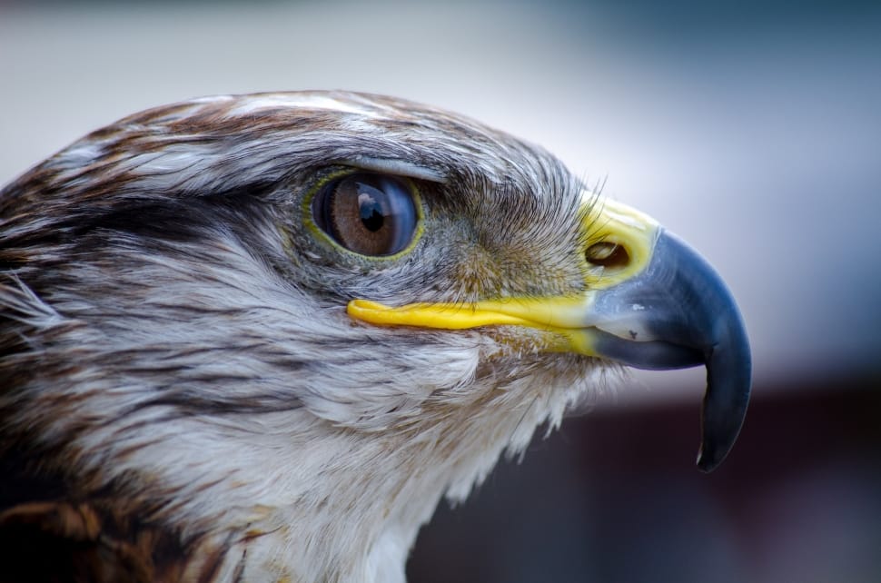 close up photo of bald eagle preview