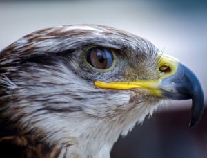 close up photo of bald eagle thumbnail