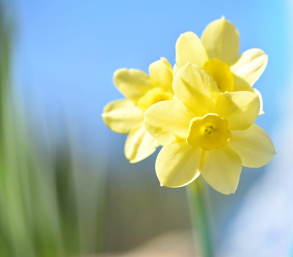 shallow focus photography of yellow daffodils preview