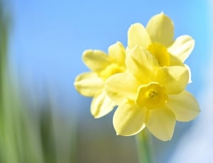shallow focus photography of yellow daffodils thumbnail