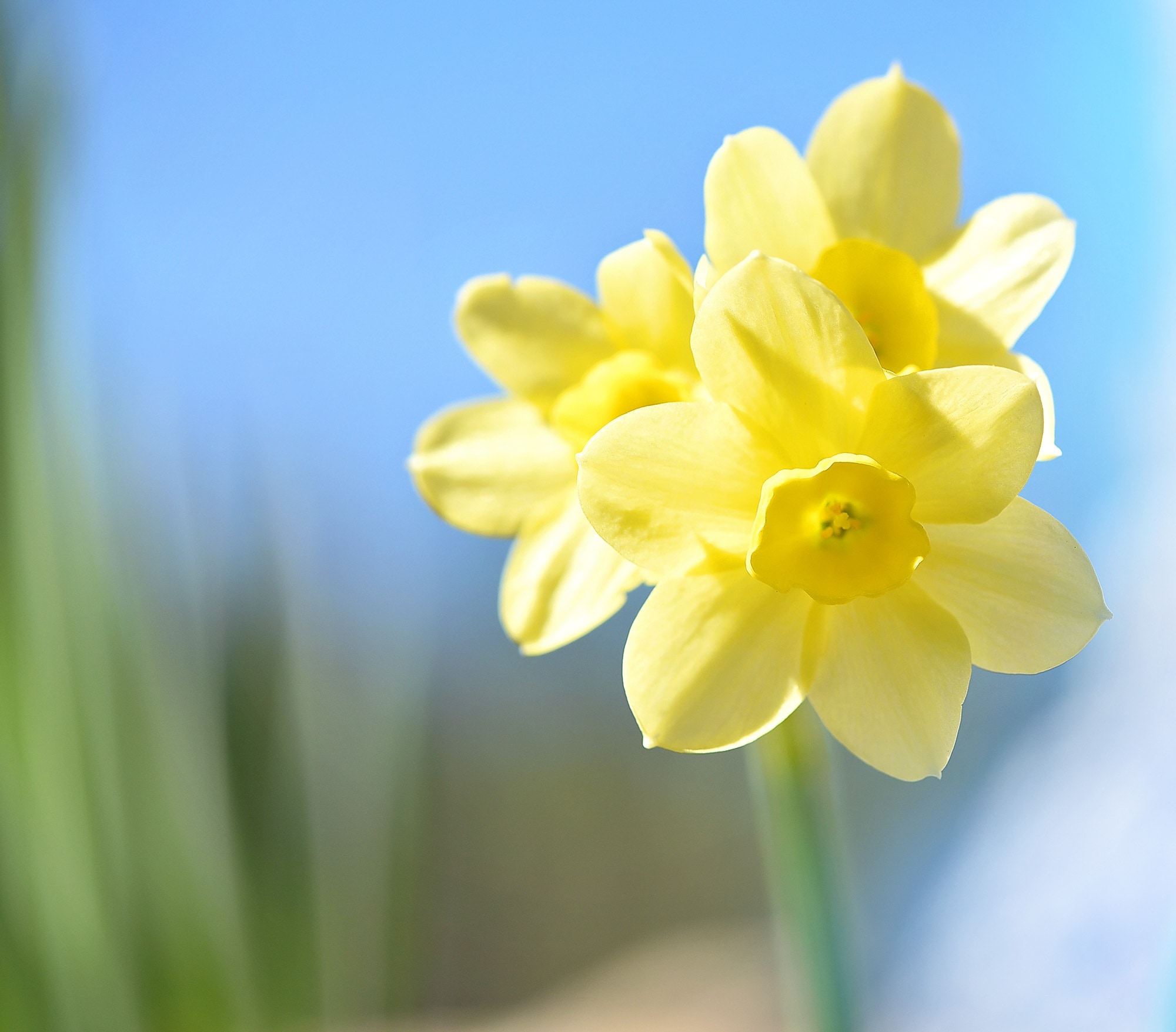 shallow focus photography of yellow daffodils