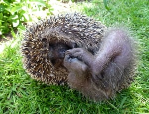lying Hedgehog on green grass ground during daytime thumbnail