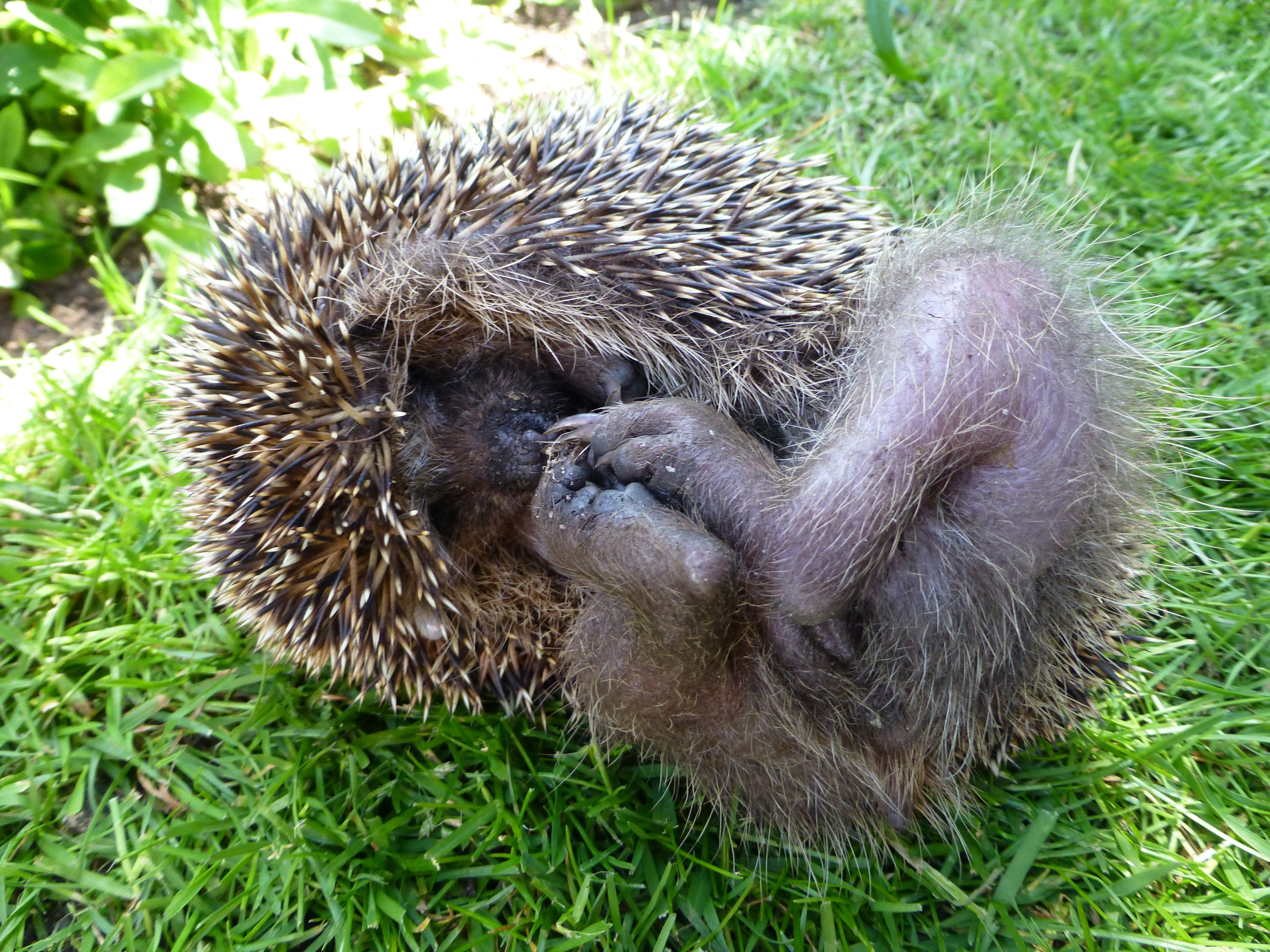 lying Hedgehog on green grass ground during daytime