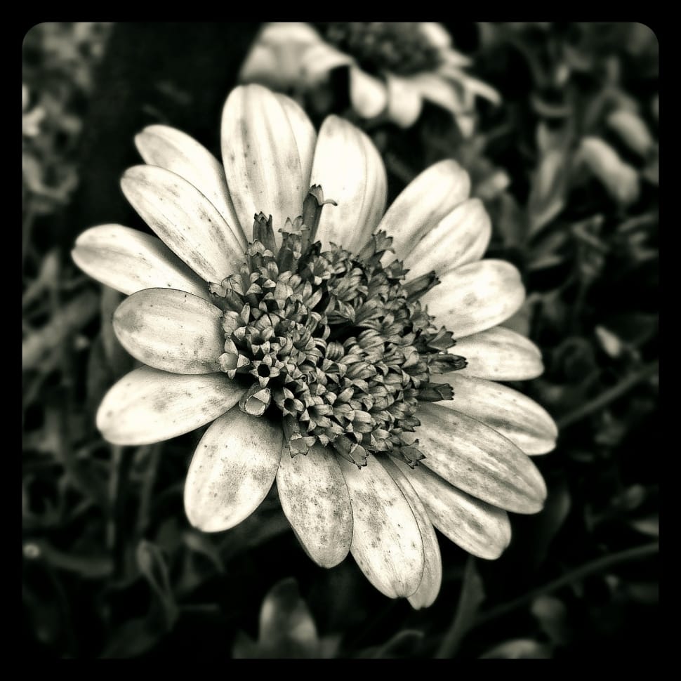 flower grey scale photo preview