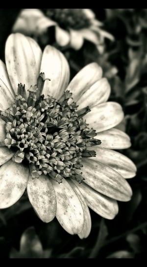 flower grey scale photo thumbnail