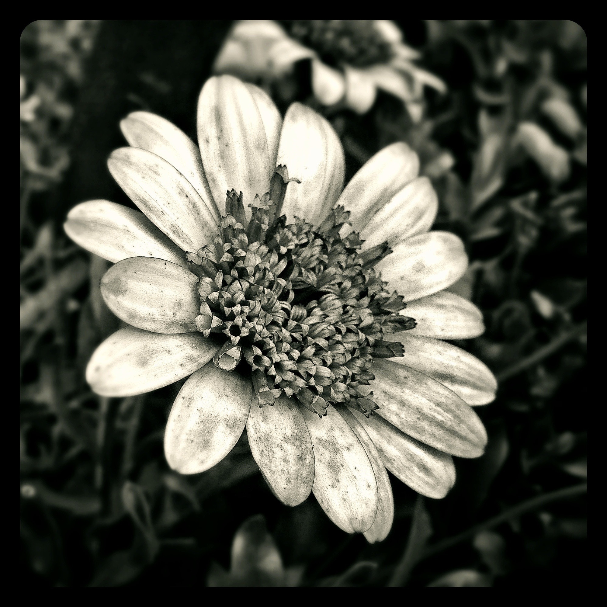 flower grey scale photo