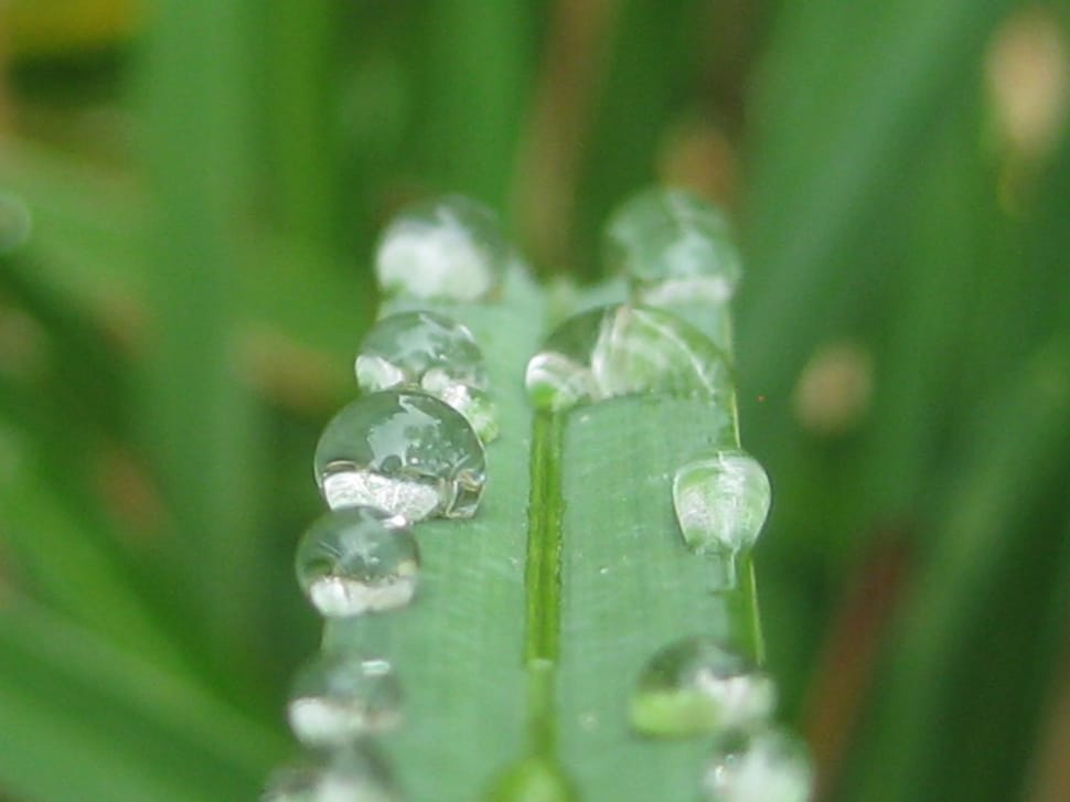 Water Drops, Water Droplets, Rain Drops, green color, close-up preview
