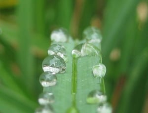 Water Drops, Water Droplets, Rain Drops, green color, close-up thumbnail