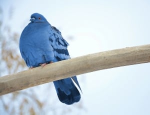 blue pigeon thumbnail