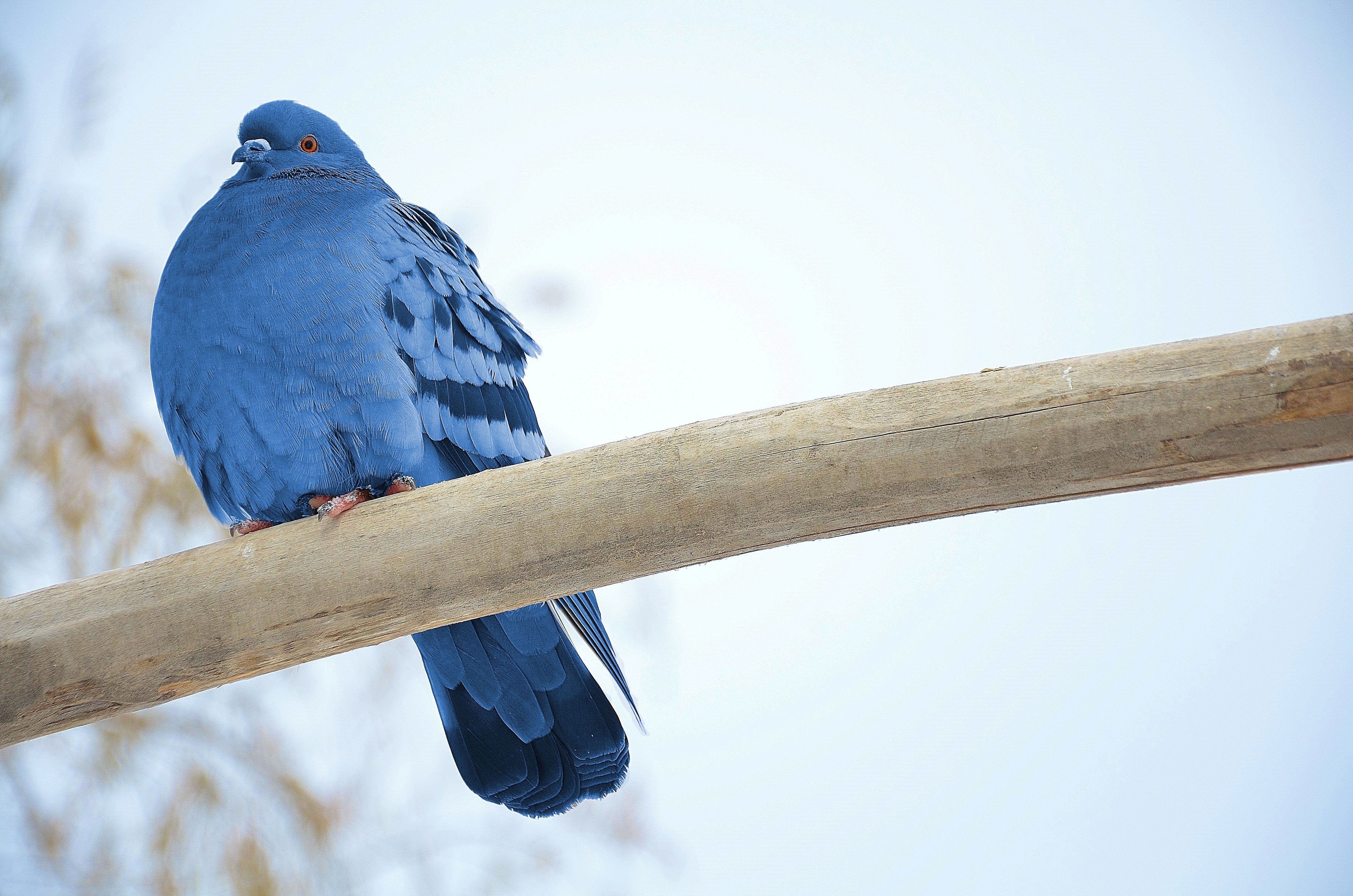 blue pigeon