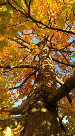 brown maple leaf tree thumbnail
