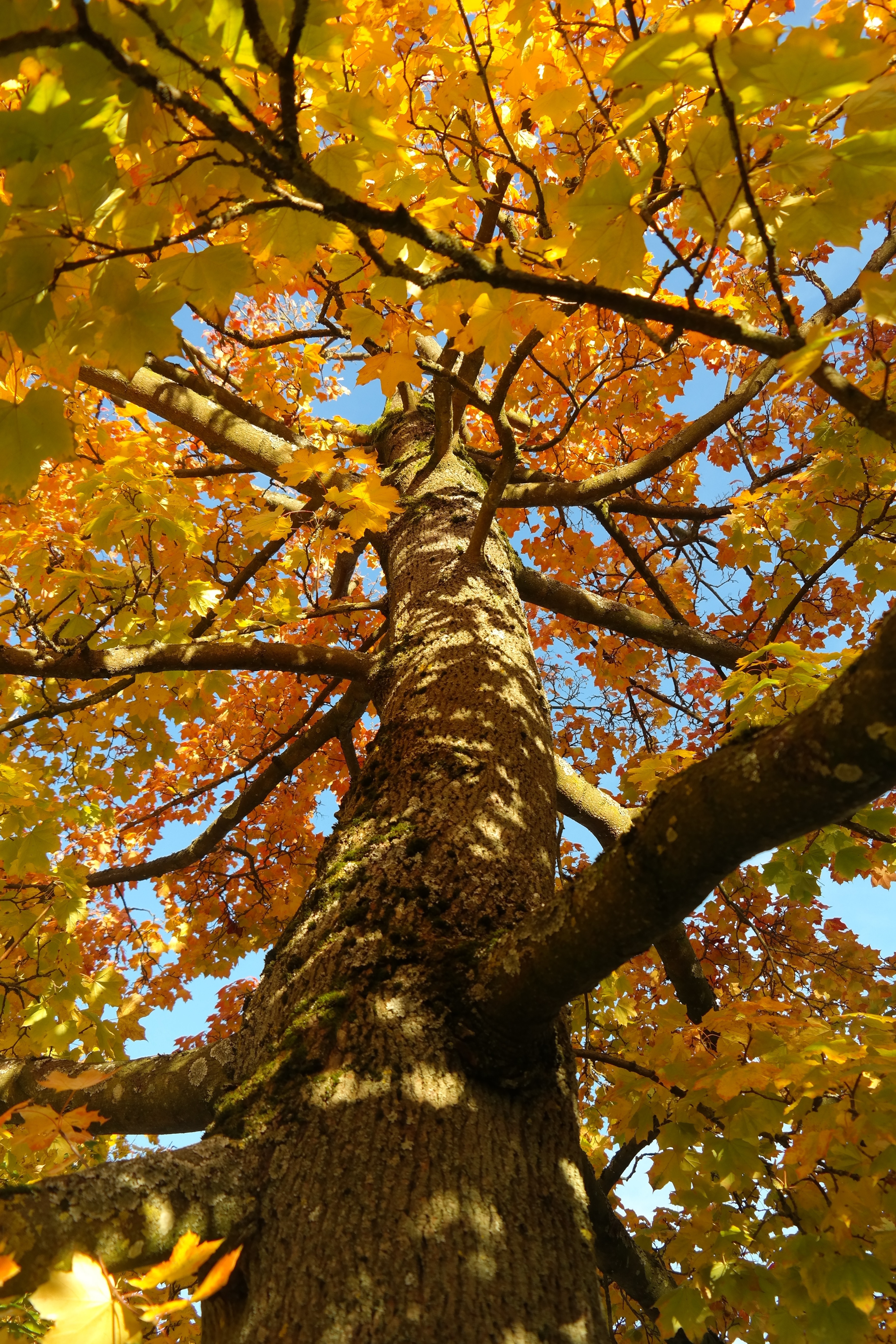 brown maple leaf tree
