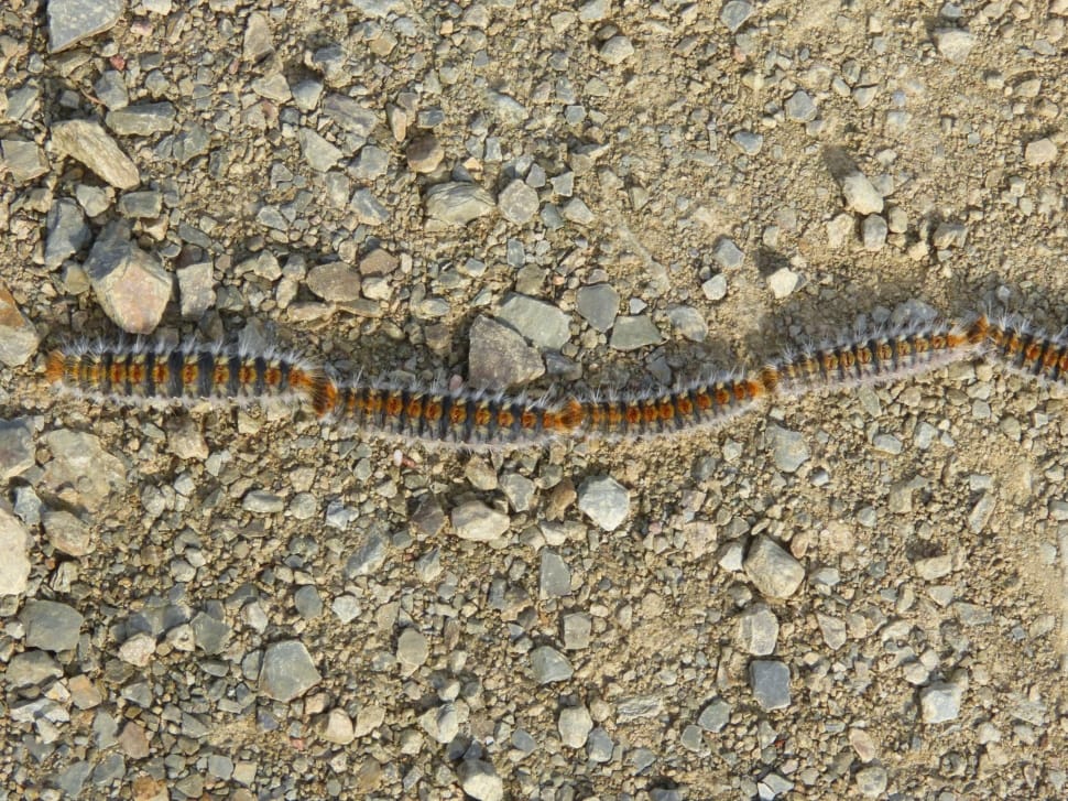white and brown moth caterpillar preview