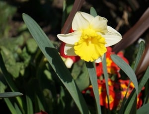 Daffodil, Flower, Flora, Spring, Nature, flower, petal thumbnail