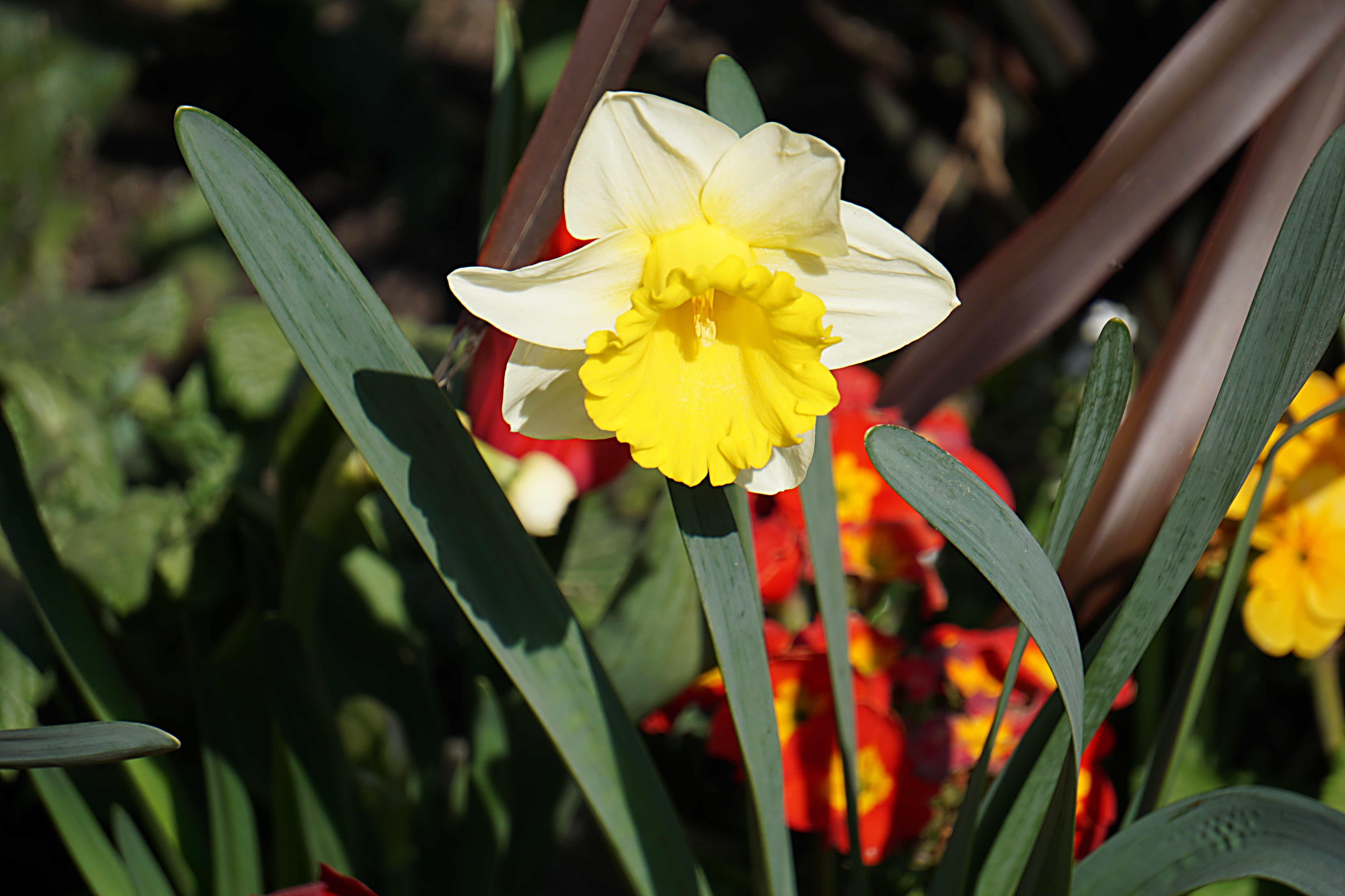 Daffodil, Flower, Flora, Spring, Nature, flower, petal