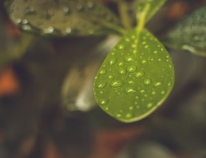 green elliptical leaf plant thumbnail