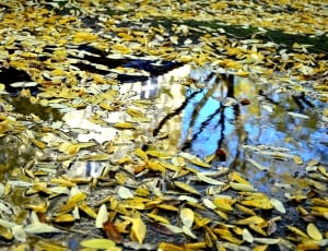 Puddle, Mirroring, Autumn, Leaves, yellow, backgrounds thumbnail