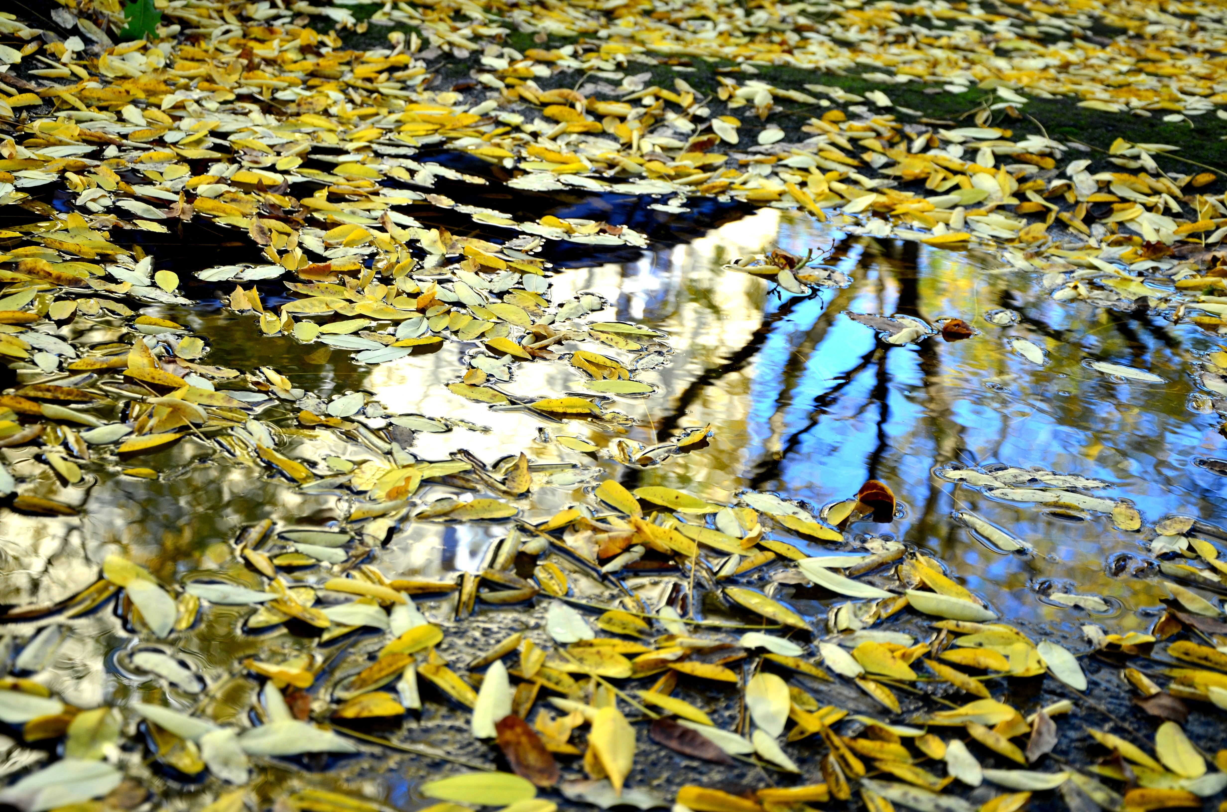 Puddle, Mirroring, Autumn, Leaves, yellow, backgrounds