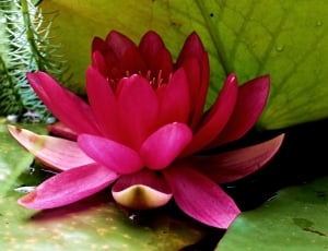 close up photo of pink lotus thumbnail