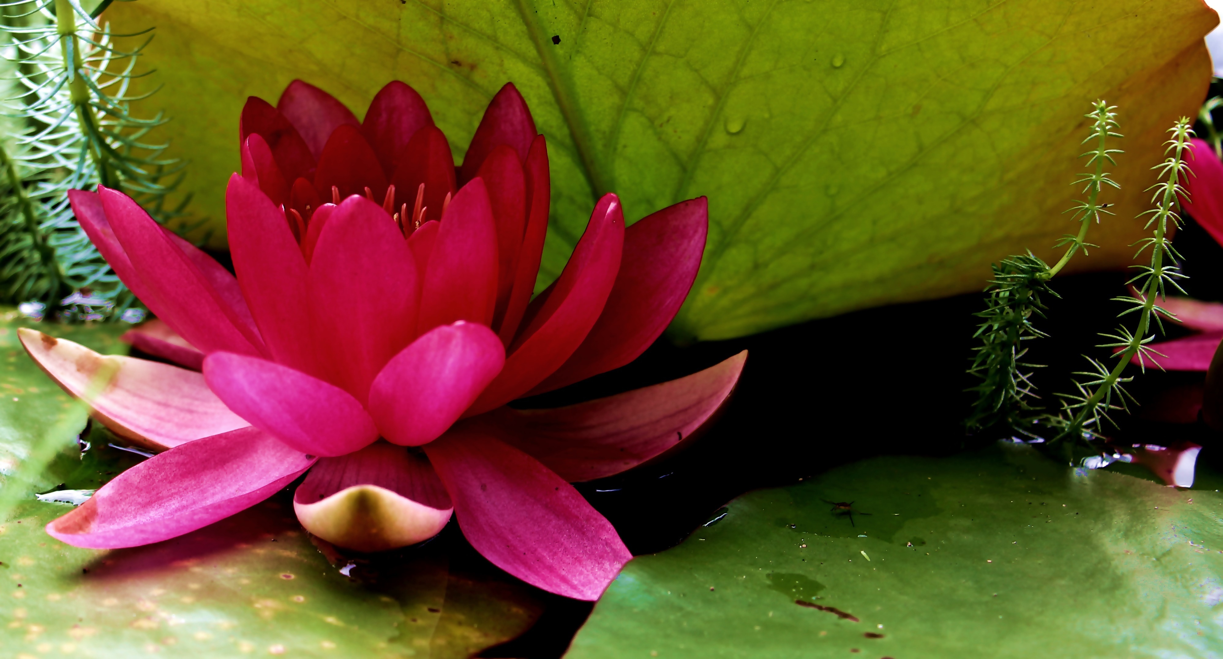 close up photo of pink lotus