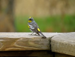 gray , white and yellow short beak bird on gray surface thumbnail
