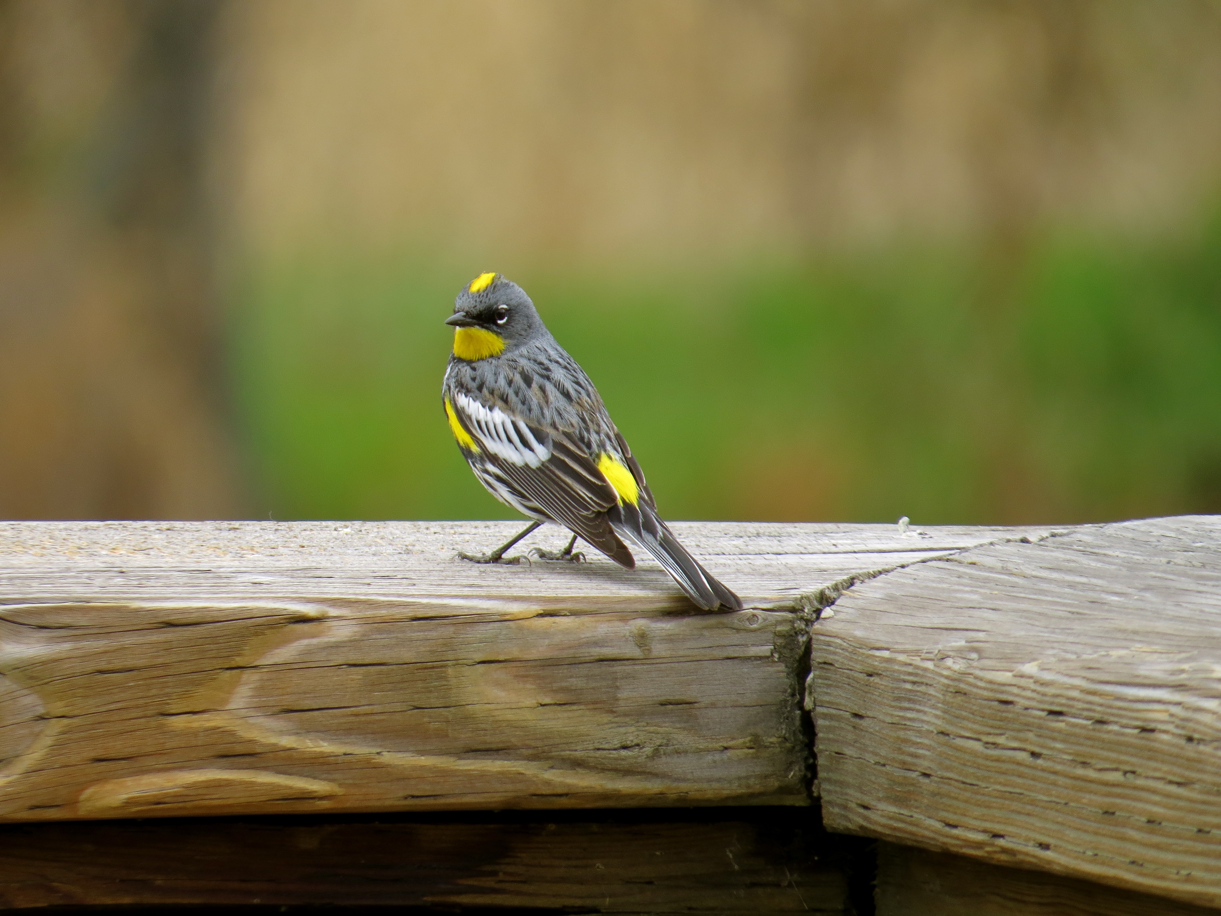 gray , white and yellow short beak bird on gray surface