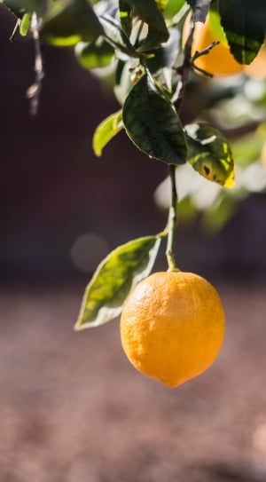 lemon fruit thumbnail