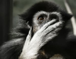 black and gray primate thumbnail