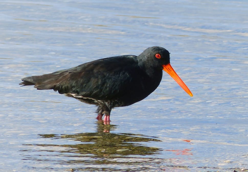Variable oystercatcher. (Haematopus unicolor) preview
