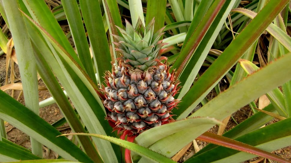green and red pineapple preview