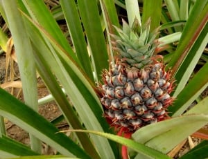 green and red pineapple thumbnail