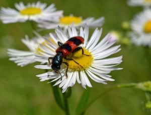 red and black bug on white and yellow flower shallow focus photo thumbnail