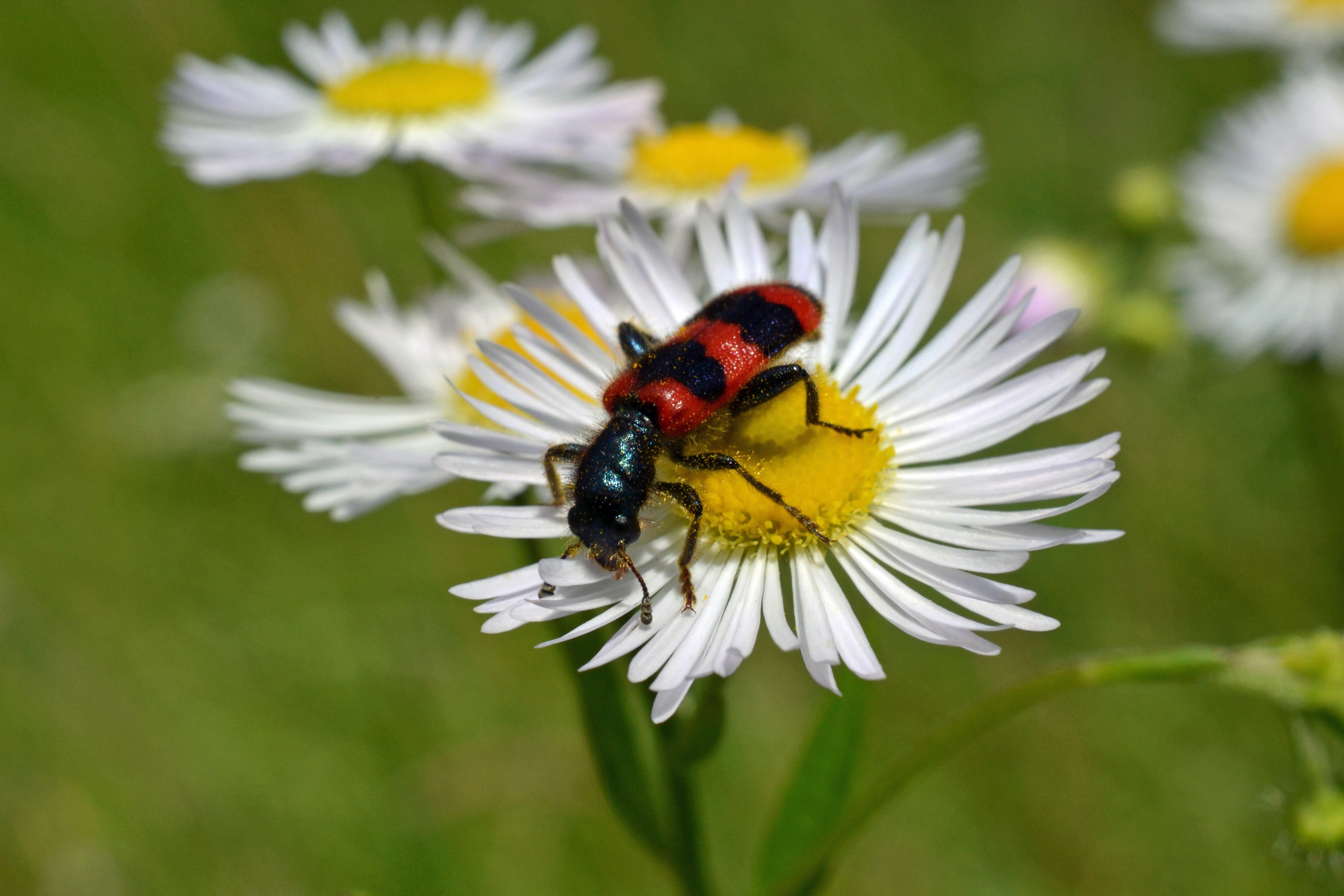 red and black bug on white and yellow flower shallow focus photo