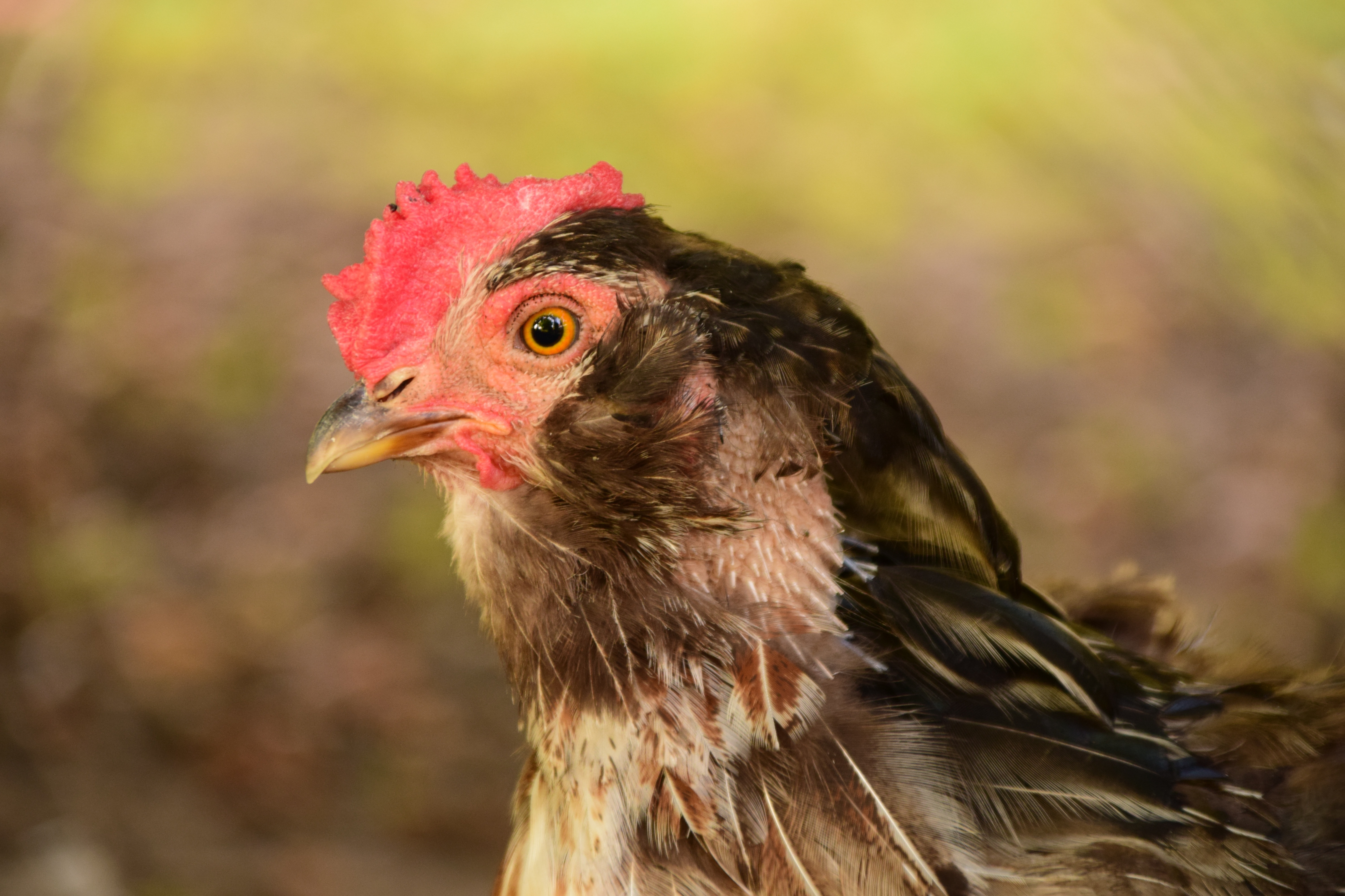 Head, Eyes, Poultry, Close, Hen, Chicken, bird, chicken - bird