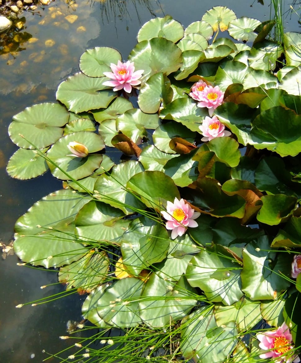 pink petaled flowers floating in pond preview