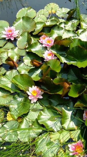 pink petaled flowers floating in pond thumbnail