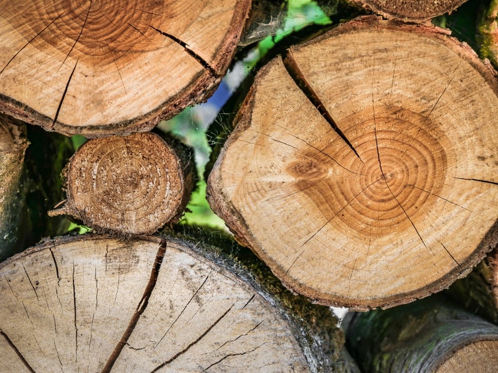 closeup photography of wood log preview