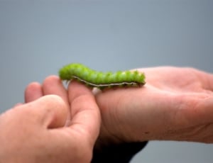 green caterpillar on person's hand thumbnail
