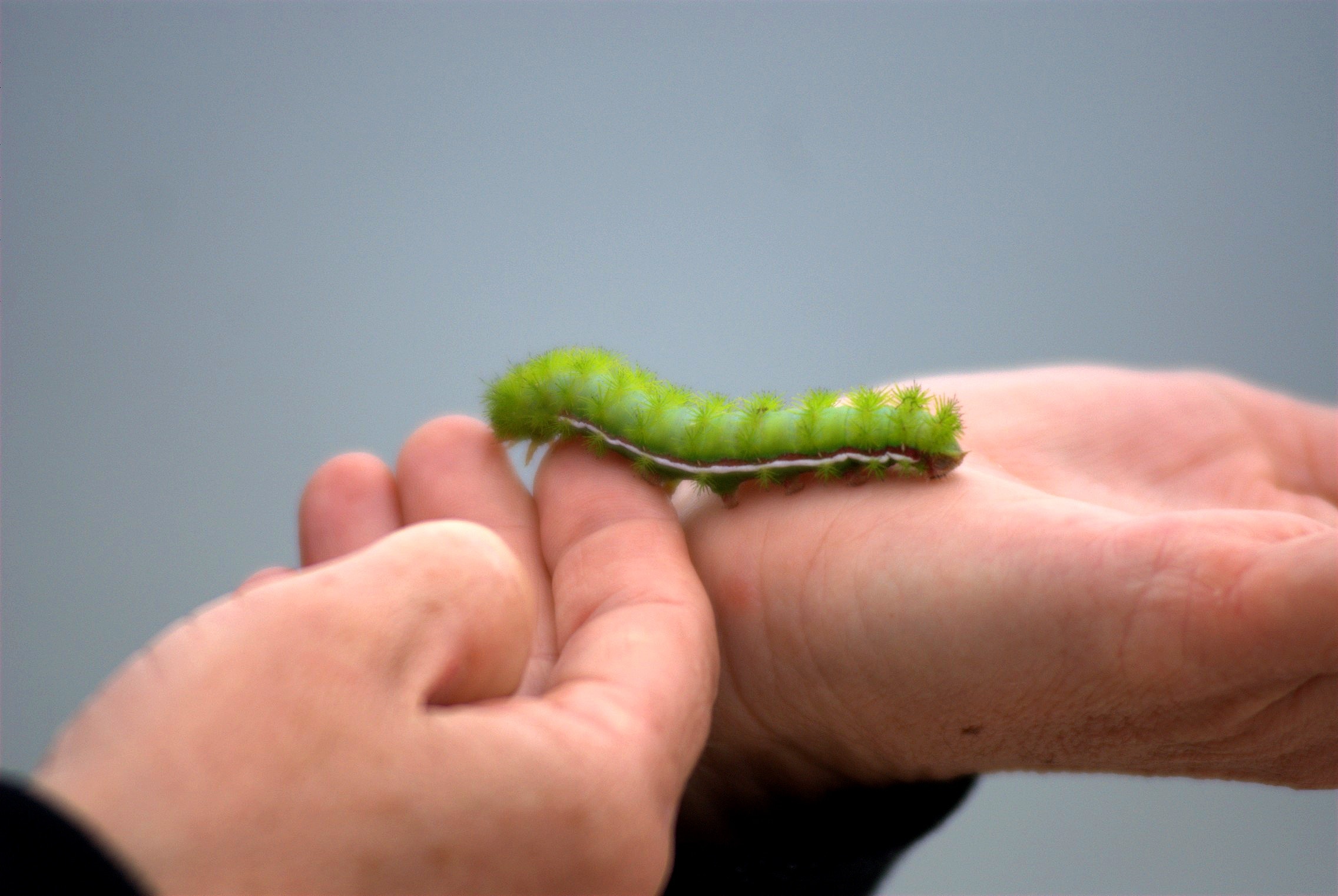 green caterpillar on person's hand