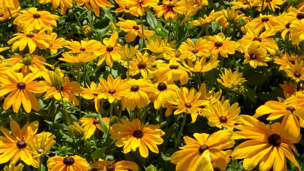 Yellow Flower, Ornamental Plants, flower, yellow preview