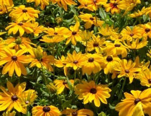 Yellow Flower, Ornamental Plants, flower, yellow thumbnail