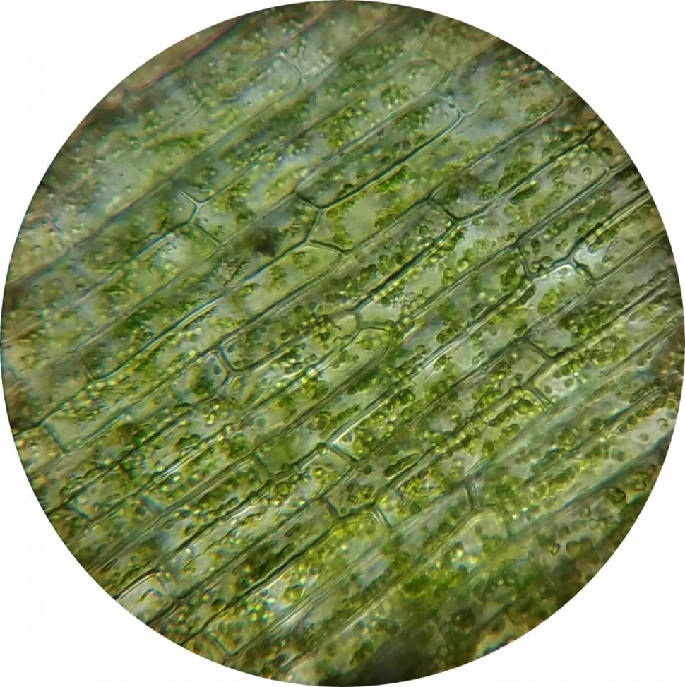 microscope-view of plant chloroplast preview