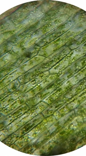 microscope-view of plant chloroplast thumbnail