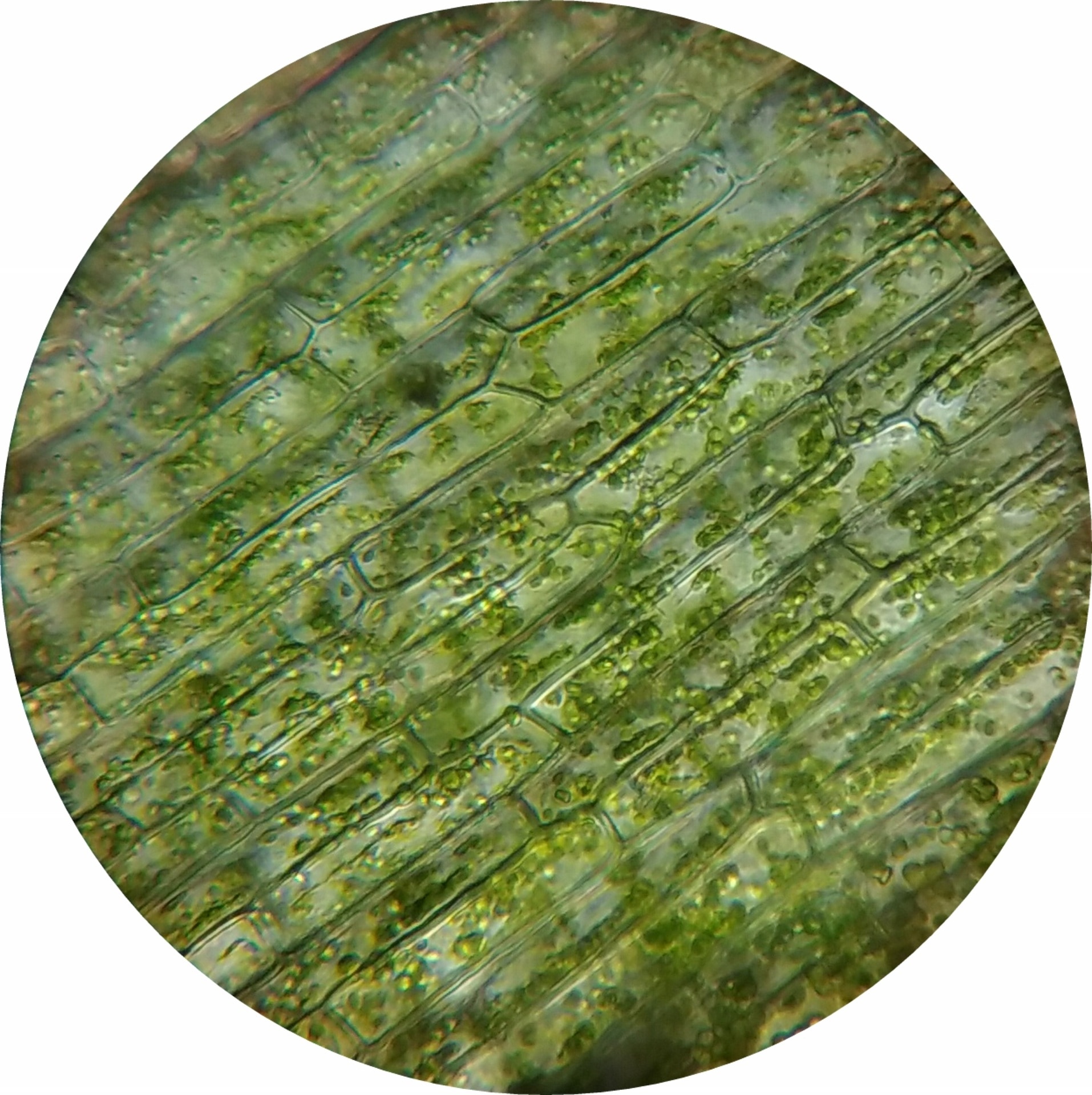 microscope-view of plant chloroplast