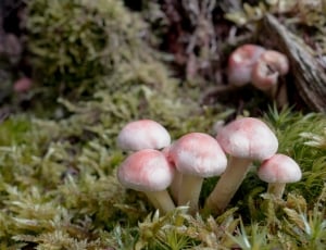 white and red mushrooms thumbnail