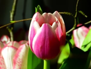 Flowers, Bloom, Tulip, Pink, Blossom, flower, growth thumbnail