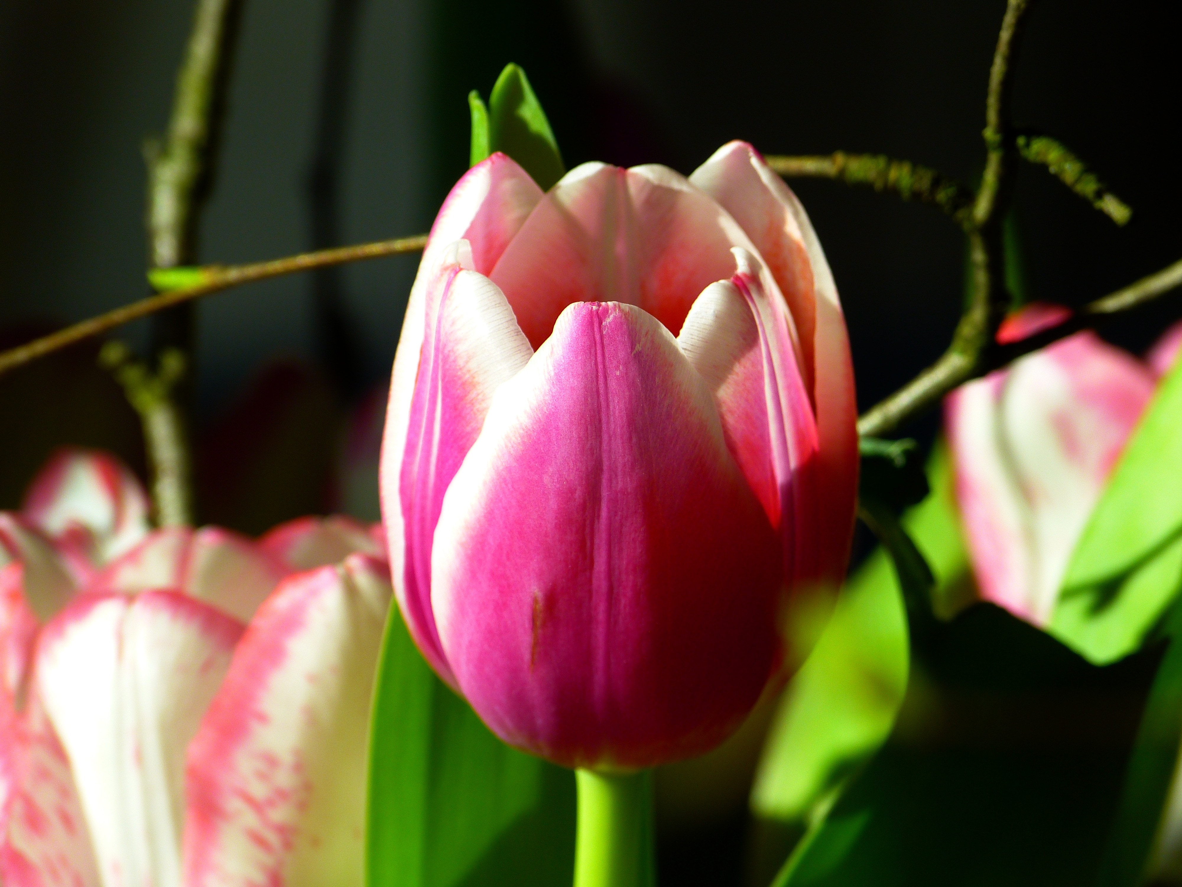 Flowers, Bloom, Tulip, Pink, Blossom, flower, growth