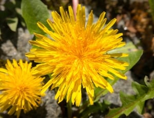 Dandelion, Flower, Buttercup, Yellow, flower, yellow thumbnail